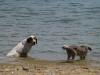 Nahe an 40 Grad: Da sitzt selbst der Hund im Wasser